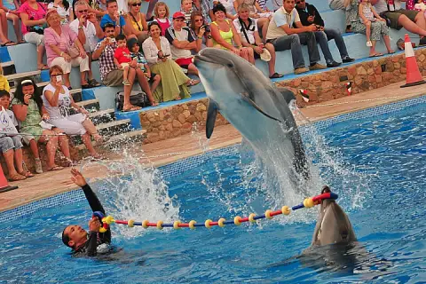 Dolphin Show in Sharm El Sheikh