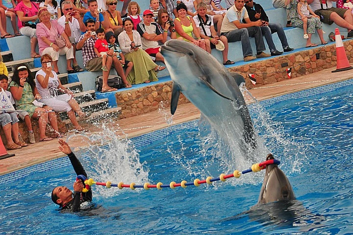 Dolphin Show in Sharm El Sheikh