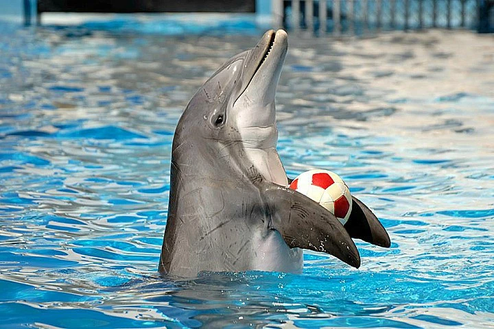 Dolphin Show in Sharm El Sheikh