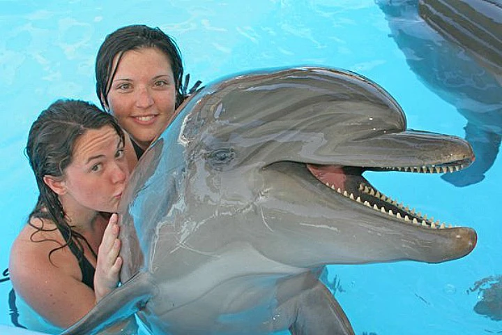 Dolphin Show in Sharm El Sheikh
