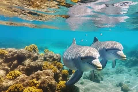 Private Snorkeling In Hurghada