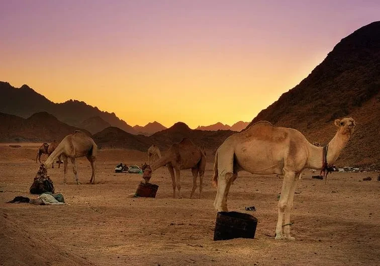 Desert safari adventure in Hurghada, Egypt
