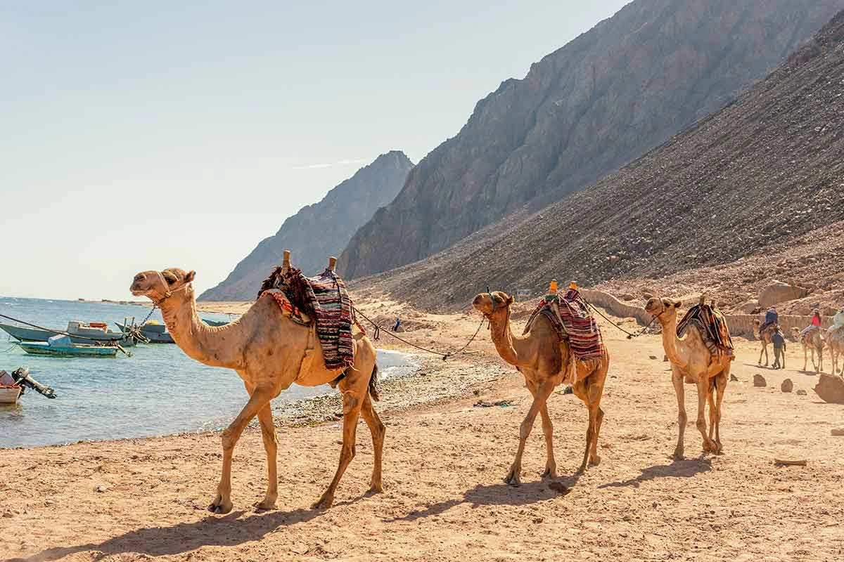 2 Day Sinai Desert Safari