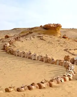 Wadi El Hitan & Desert Safari Tour From Cairo