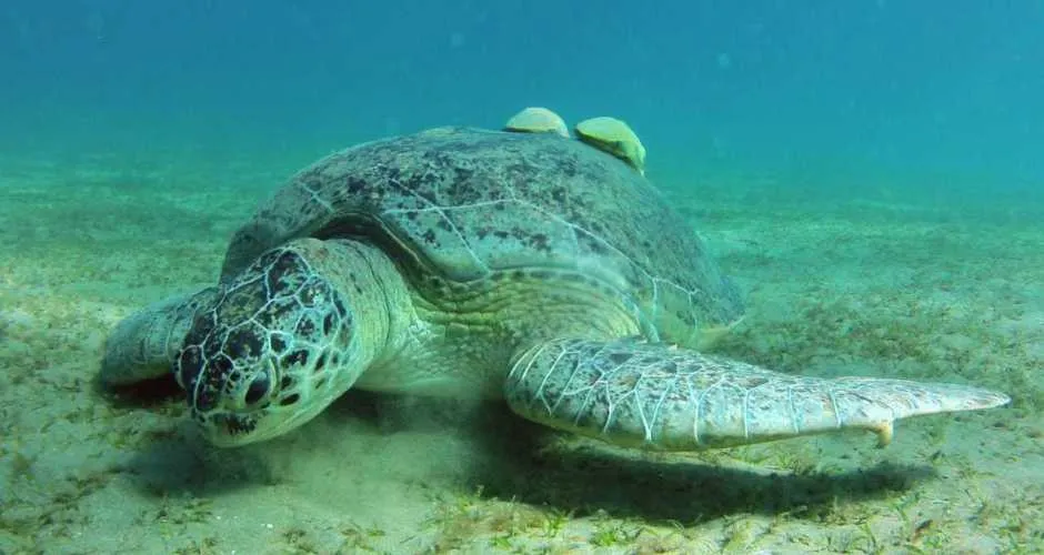 Marsa Alam Shore Excursions