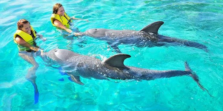 Snorkeling Trip at Sataya dolphin Reef from Marsa Alam