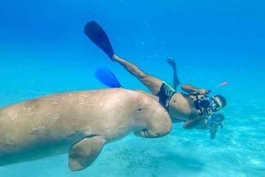 Abu Dabbab dugong bay Marsa Alam tours