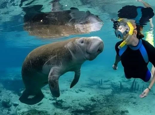 Abu Dabbab dugong bay Marsa Alam tours