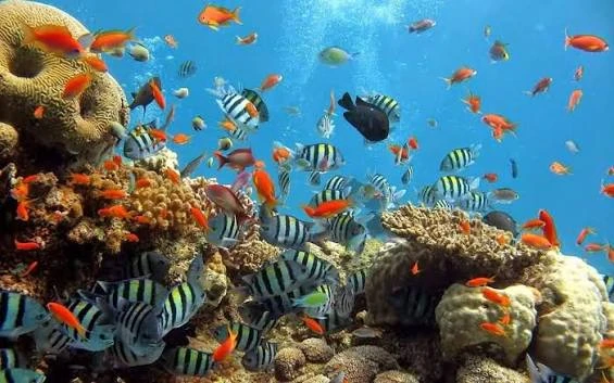 Abu Dabbab dugong bay Marsa Alam tours