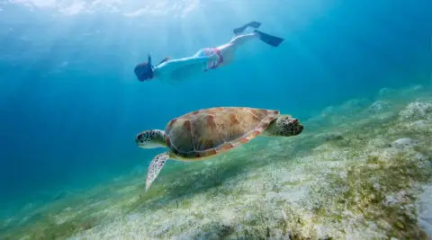 snorkeling at dolphin house from Marsa Alam