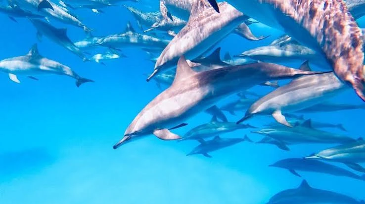 snorkeling at dolphin house from Marsa Alam