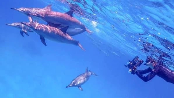snorkeling at dolphin house from Marsa Alam