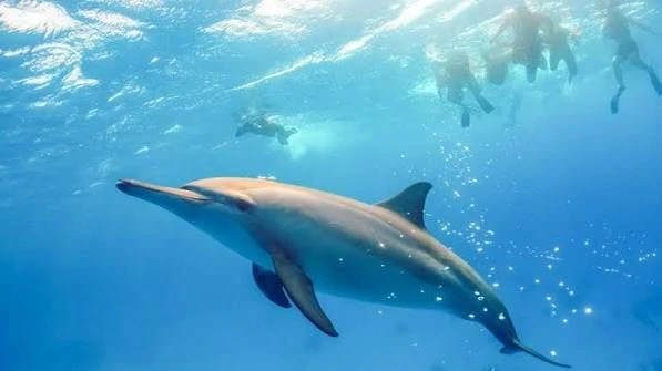 snorkeling at dolphin house from Marsa Alam