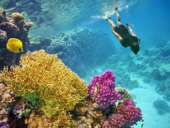 Snorkeling Trip at Port Ghalib Marina from Marsa Alam