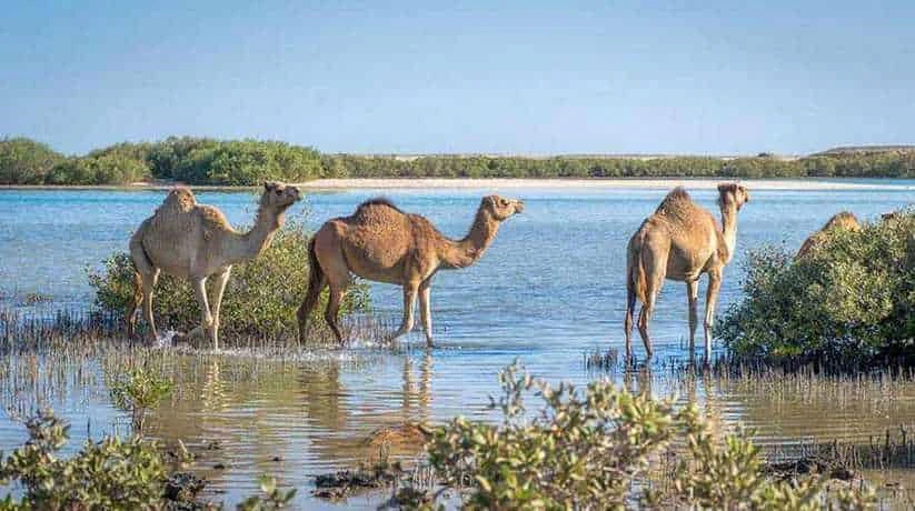 Shalateen Tour From Marsa Alam