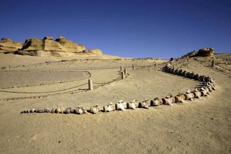 Wadi Al-Hitan Day Tour from Cairo