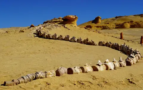 Wadi El Hitan Whale Valley Desert Safari from Cairo
