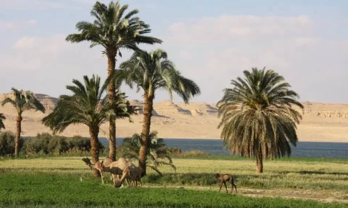 Day tour from Cairo to Fayoum Oasis