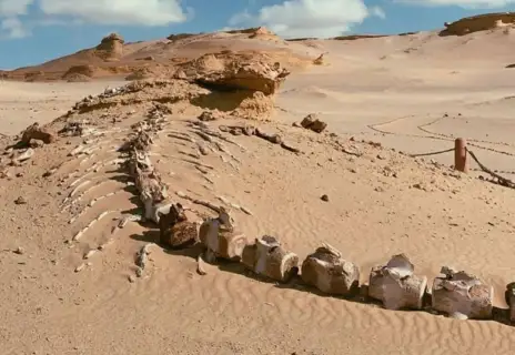 Cairo to Wadi El Hitan & Fayoum Oasis Day Trip