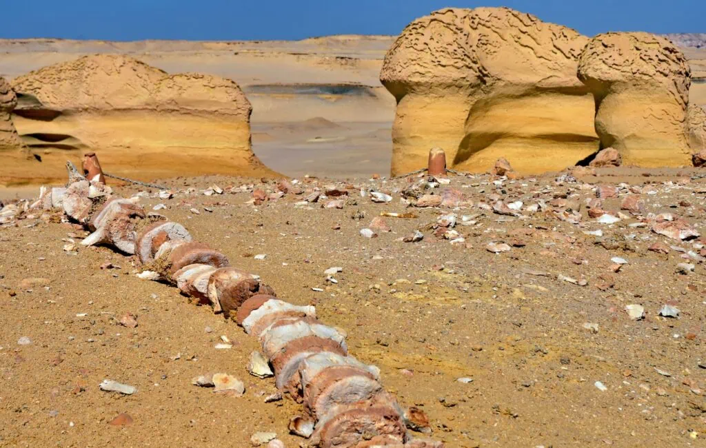 Explore Wadi El Hitan Fayoum Egypt Whale Fossils