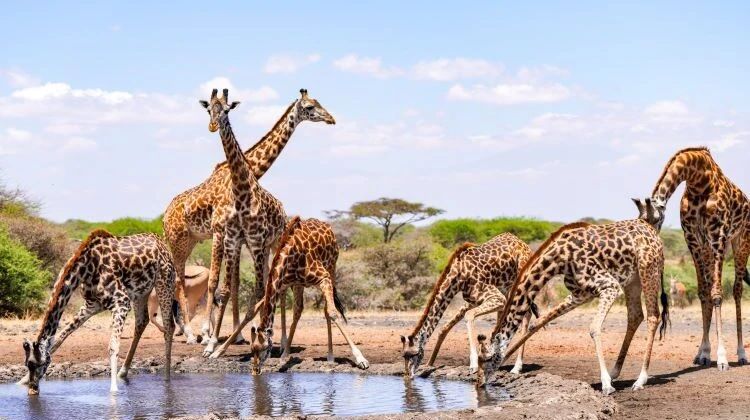 Exclusive First Access: Egypt’s New Private Wildlife Sanctuary