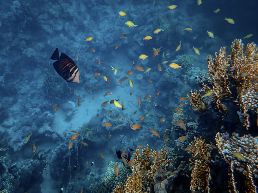 Royal Sea scope Submarine Hurghada